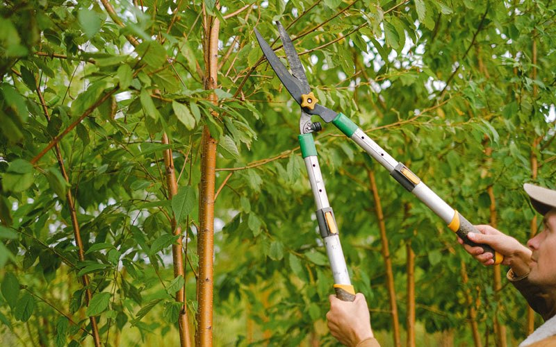 Tree trimming in Weleetka, OK