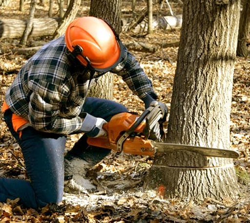 Tree Removal in Weleetka, OK